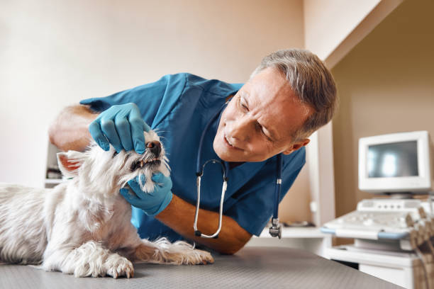 Best Weekend Emergency Dentist in Swepsonville, NC